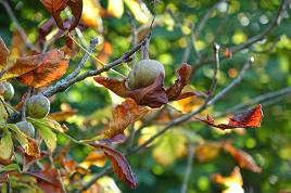 We stroll through a beautiful wood of autumny horse chestnut trees. Click above to view the photo gallery.