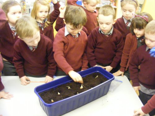 Planting autumn bulbs. Click on photo for more from Breaffy NS.