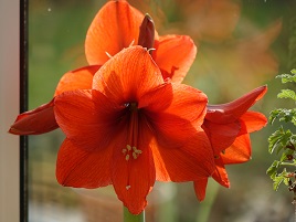 Some New Year colour - orchids and poinsettias. Click on photo for more.