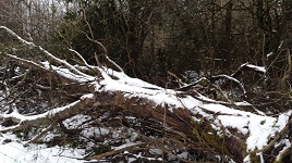 Along the snowy river walk. Click to view before the snow melts!