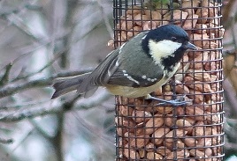 Keeping the birds happy in this cold weather. Click above for more.