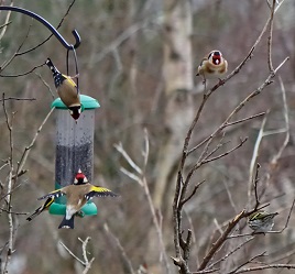 Garden bird feeders attract a surprisingly colourful range of birds including the goldfinch. Click above to view.