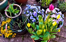 Some spring flowers outside the back door. Click on photo to view.