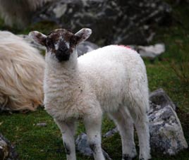 A Clare Island Lamb. Pat Deese has uploaded an album of Mayo photos taken in May 2008.