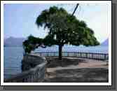 Lonesome Pine