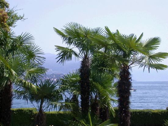 Palmi