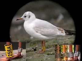 Black Headed Gull - click on photo for more from BirdWatch in Mayo.
