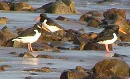 Oystercatchers seen on Mayo Birdwatch outing on 27 January - click photo for more.