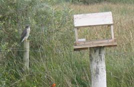 Peregrine - seen feeding in a garden near Louisburgh photographed by Ann Osborne. Click for more from Mayo BirdWatch. 