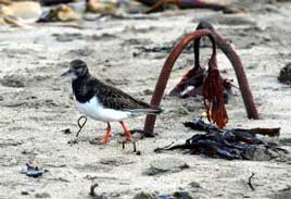 Photo of Turnstone taken by Jon Freestone. Click on photo for more from Birdwatch Ireland - Mayo Branch.