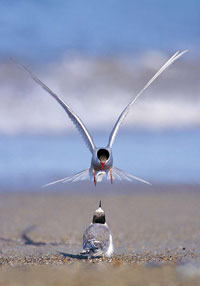 One of Mike Brown' spectacular photos. He speaks tonight on Nature Photography at the Mayo branch of Birdwatch Ireland. Click photo for details.