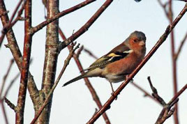 Mayo Birdwatch are looking for volunteers to contribute to the Bird Atlas 2007-2011. Click on the Chaffinch photo by J Freestone for more details.