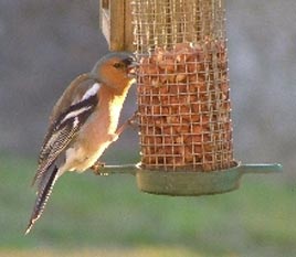 October is World Bird Festival Month and BirdWatch Mayo, the local branch of BirdWatch Ireland are asking people to send in details of birds they have seen in their area.