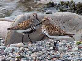 Photo of Dunlin by Lorraine Shelley. Click on photo for more from the Mayo branch of BirdWatch Ireland.
