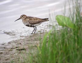 A dunlin in breeding plumage. Winter birds leaving and summer visitors arriving - a time of great interest for birdwatchers. Click photo for more from Mayo BirdWatch.