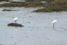 Little Egrets spotted at Murrisk - check for more details from Mayo Birdwatch