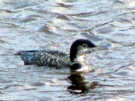 A Great Northern Diver at Porturlin photographed by Martin Leak. Click for lots more on winter waterbirds from Mayo Birdwatch.