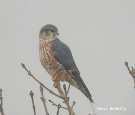 Kestrel - Mayo Birdwatch