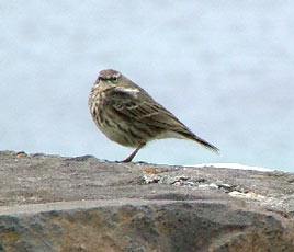 A Rock Pipit photographed by Ruth-Ann Leak. Click for more on Spring/Summer Bird Migration from Mayo Birdwatch.