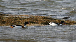 Shelducks and Greenshanks photographed at Killala by Jon Freestone. Come along tomorrow, Saturday 1st, to see other birds of Killala Bay. Click photo for more from Mayo Birdwatch.