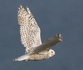 A spectacular photo of a spectacular bird, a snowy owl, seen recently near Belmullet. Click photo for more details from Mayo Birdwatch.