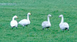 A group of Whooper Swans spotted in Claremorris by a Mayo Birdwatch contributor. Click photo for the latest activities at Mayo Birdwatch.