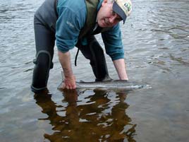 Ghillie John Howley carefully releasing the first salmon of the 2007 season on the Moy Fishery. Click photo for the latest angling news.