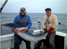 A specimen blue shark taken off Mullaghmore. Click photo for details from the Northwestern Regional Fisheries Board.