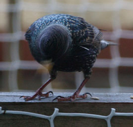 A startling starling! Click on photo for more from Dalemedia.