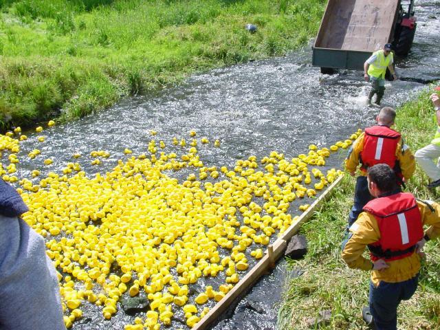 1800 ducks head for the finishing line