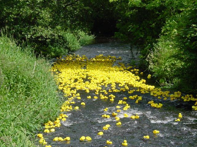 Turlough Duck Race