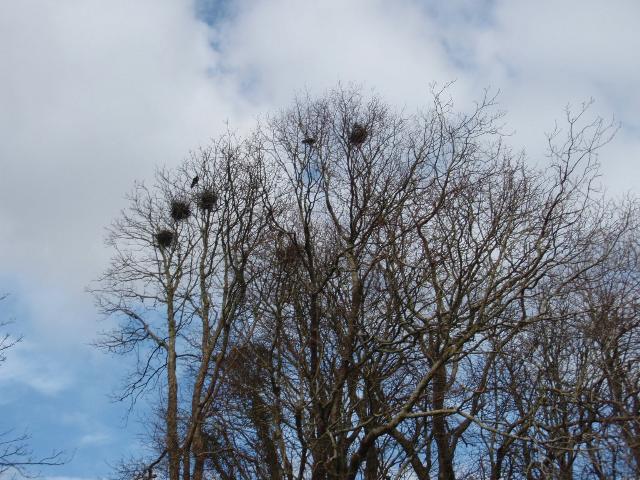 GMIT's Rookery - March 2008