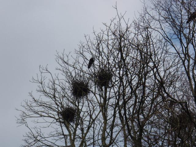 GMIT's Rookery - March 2008