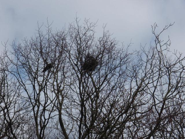 GMIT's Rookery - March 2008