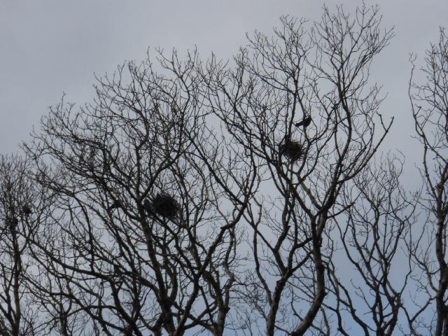 GMIT's Rookery - March 2008