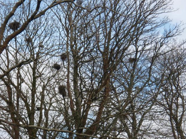 GMIT's Rookery - March 2008