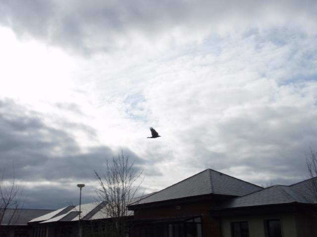 GMIT's Rookery - March 2008