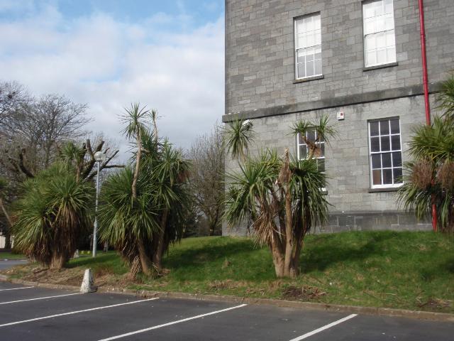 GMIT's Rookery - March 2008