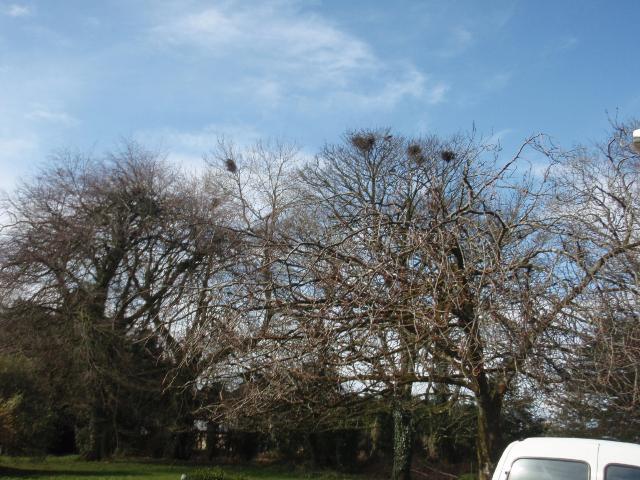 GMIT's Rookery - March 2008