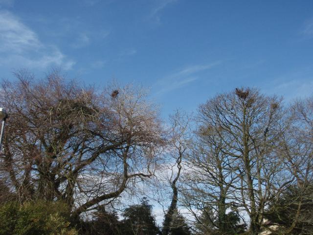 GMIT's Rookery - March 2008