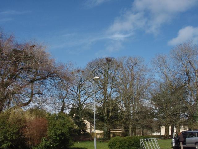 GMIT's Rookery - March 2008