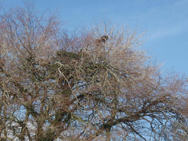 GMIT's Rookery - March 2008