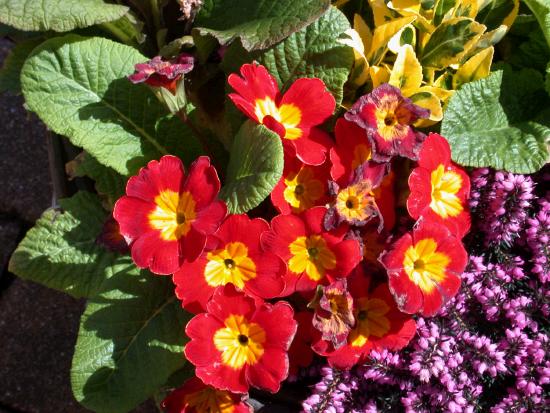 Primulas and Heather