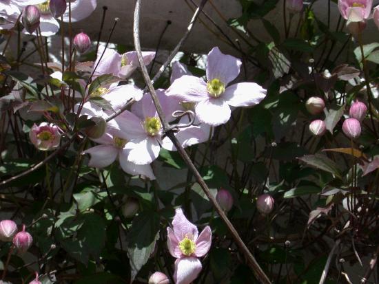 While the Clematis are in full flower in Dublin already they are just beginning to flower here in Castlebar.