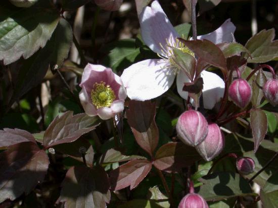 Most flowers are still protected within their buds 