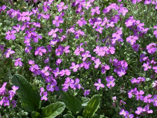 Aubretia?