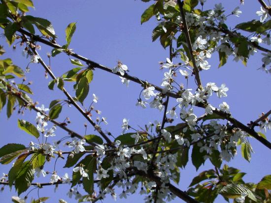 The ornamental cherry blossoms are in bloom everywhere but the wild Irish cherry seems to be doing particularly well this year.