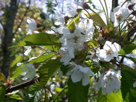 Close up of cherry blossom - what are the chances of producing cherries here later in the year?