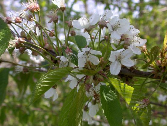 Prunus avium