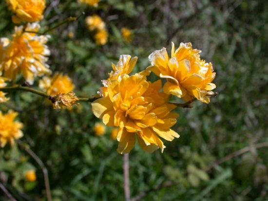 Worn by women this flower is supposed to attract the love of a man.